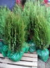 thuja globosa 30 ron