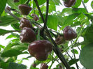 cheiro roxa