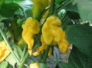 yellow jolokia