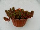 Jelly bean sedum