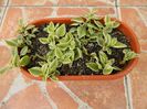 Aptenia variegata