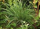 Lemon grass