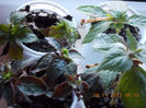 10 noiembrie 2013-flori 023