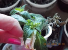 10 noiembrie 2013-flori 024