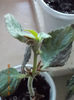 10 noiembrie 2013-flori 026