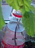 10 noiembrie 2013-flori 030