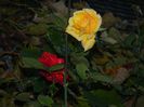 DSCN7781