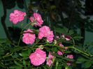 DSCN7782