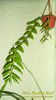 Dendrobium Anosmum x Den. Cretaceum