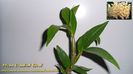 Dendrobium Thyrsiflorum