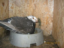 Picture 017