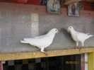 Picture 041