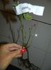 DSCN5699