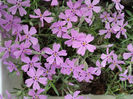 Phlox subulata