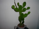opuntia 3620