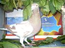 moulemans 4clasari ca yarling