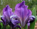 iris clasic,am primit