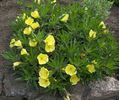 Oenothera-am primit tot de la Aneta