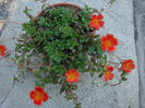 Portulaca oleracea 'Toucan Hot Mix'