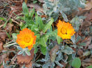 DSCN5240