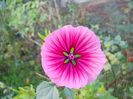 DSCN5245