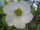 DSCN5246
