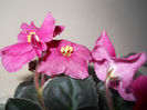 DSCN5257