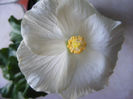 HIBISCUS SAN REMO