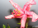 HIBISCUS CAIRO CORAI