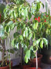 FICUS BENJAMIN