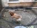 araucana