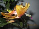 IMG_0635