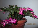 IMG_0664