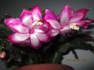 IMG_0666