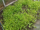 10.11.2013 RUCOLA