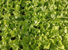SALATA de noiembrie