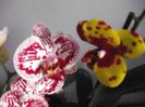DSCF1499