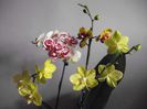 DSCF1496
