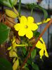 Jasminum nudiflorum, 12.11.2013