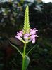 Physostegia virginiana Rosea