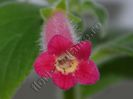 Kohleria Yf s Criss