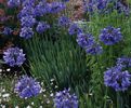 Agapanthus campanulatus