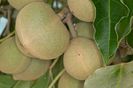 Aleurites_moluccana