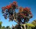 Alloxylon flammeum