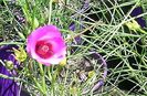 Alyogyne hakeifolia