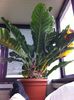 Anthurium schlechtendalii