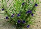 Aptosimum lineare1