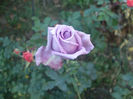 Mamie Blue