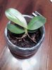 orhidee - 15 lei (mov vezi cum infloreste la album orhidee)