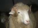 Ovidiu